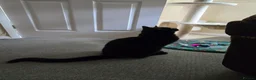Mixed Breed cats for sale: Big beautiful boy looking for loving home  - Advert 4