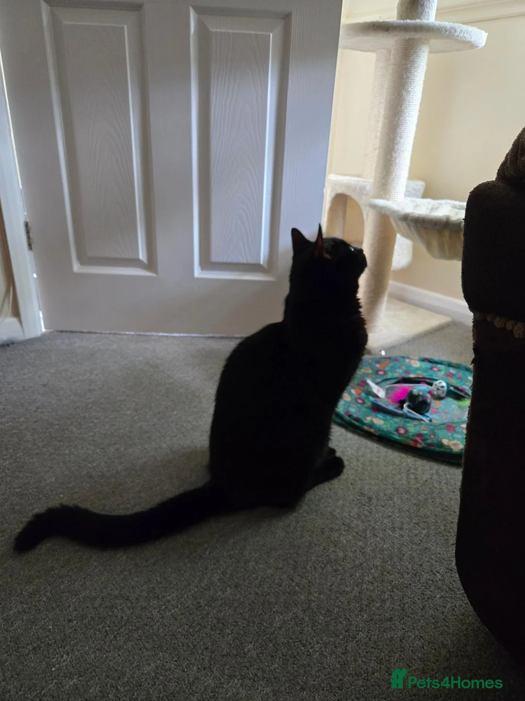 Mixed Breed cats for sale: Big beautiful boy looking for loving home  - Advert 4
