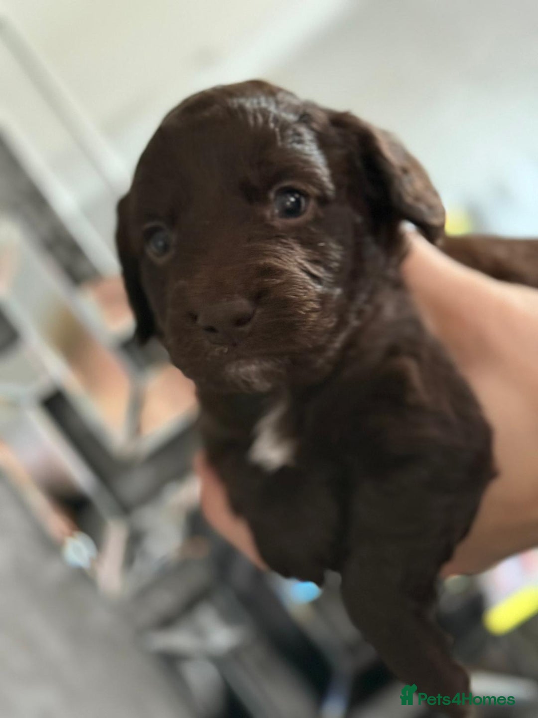 Cockapoo dogs for sale: Cockapoo puppies  - Image 11