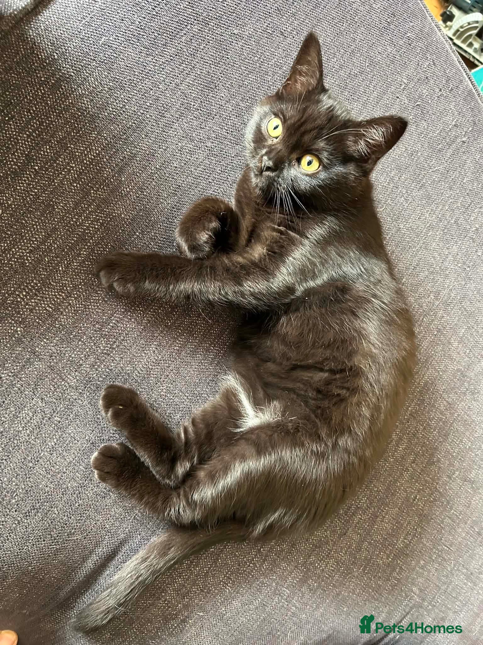 Scottish Fold cats Last boy needs loving home  - Advert 1