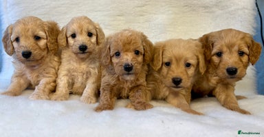 Labradoodle dogs - Advert 15
