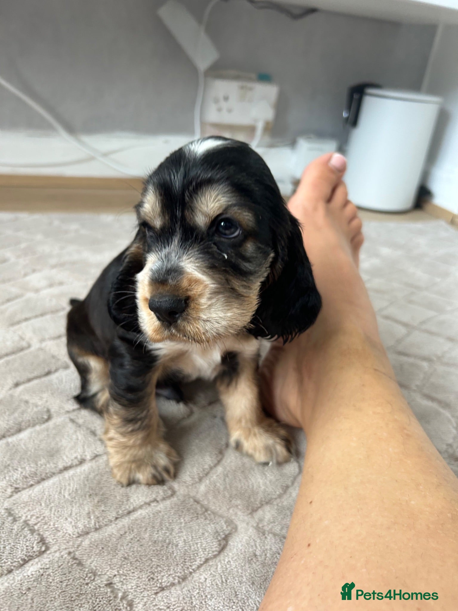 Cocker Spaniel dogs Beautiful Show cocker spaniel puppies  - Advert 1