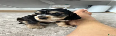 Cocker Spaniel 2