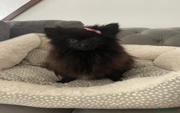 Pomeranian dogs for sale: Tiny 2 year old Pomeranian  - Image 1