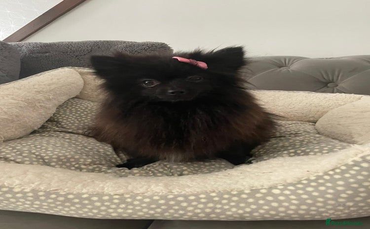 Pomeranian dogs - Advert 1