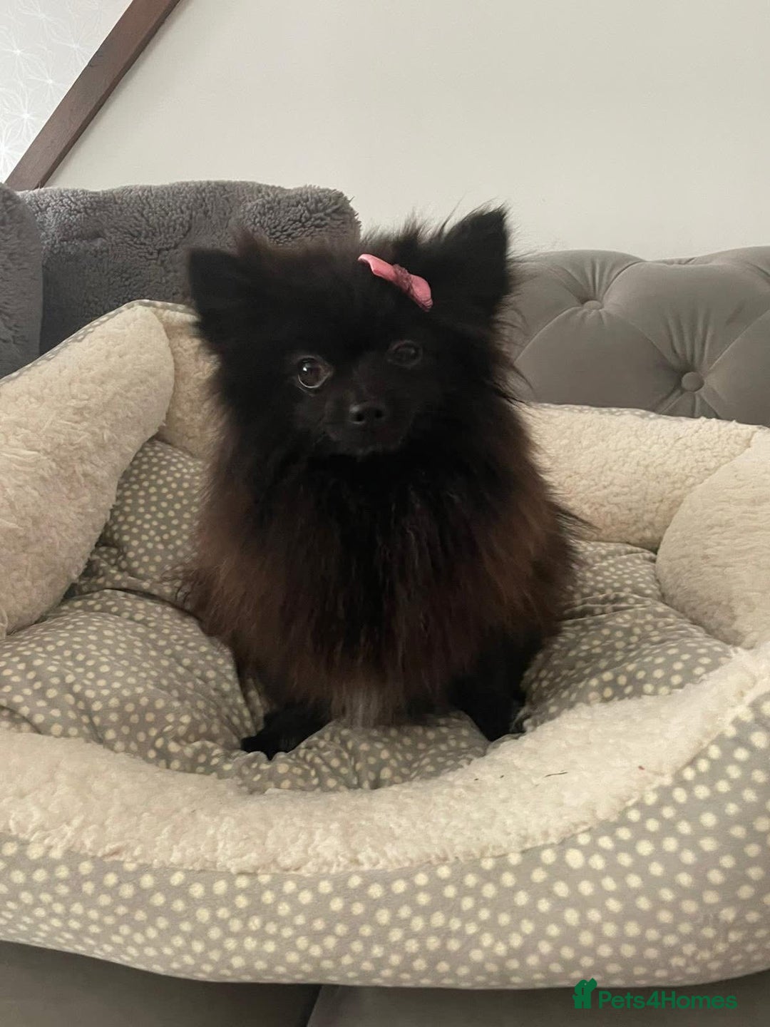 Pomeranian dogs for sale: Tiny 2 year old Pomeranian  - Image 1