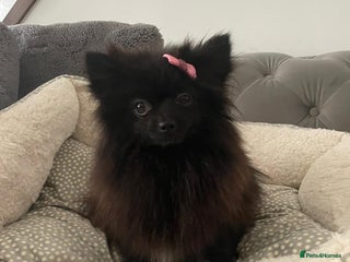 Pomeranian dogs - Advert 15