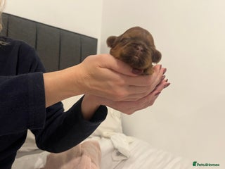 Shih Tzu dogs KC registered pure breed imperial shihtzu puppies - Advert 1