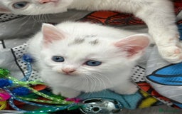 Domestic Shorthair cats for sale: Kittens looking for forever home.  - Image 3