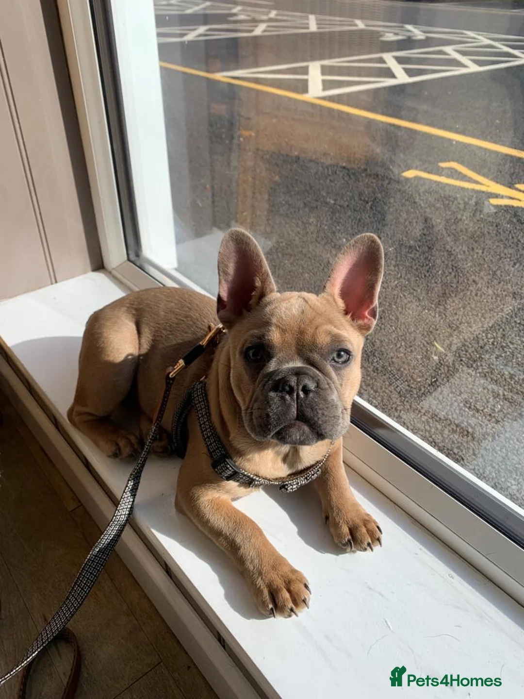 French Bulldog dogs for stud: 🇫🇷 French Bulldog For Stud  🇫🇷 in Croydon - Advert 17