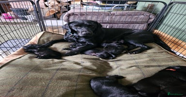 Labrador Retriever dogs - Advert 16