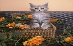 Maine Coon cats for sale: Maine Coon Kittens Parents Tica Reg& Health tested - Image 22