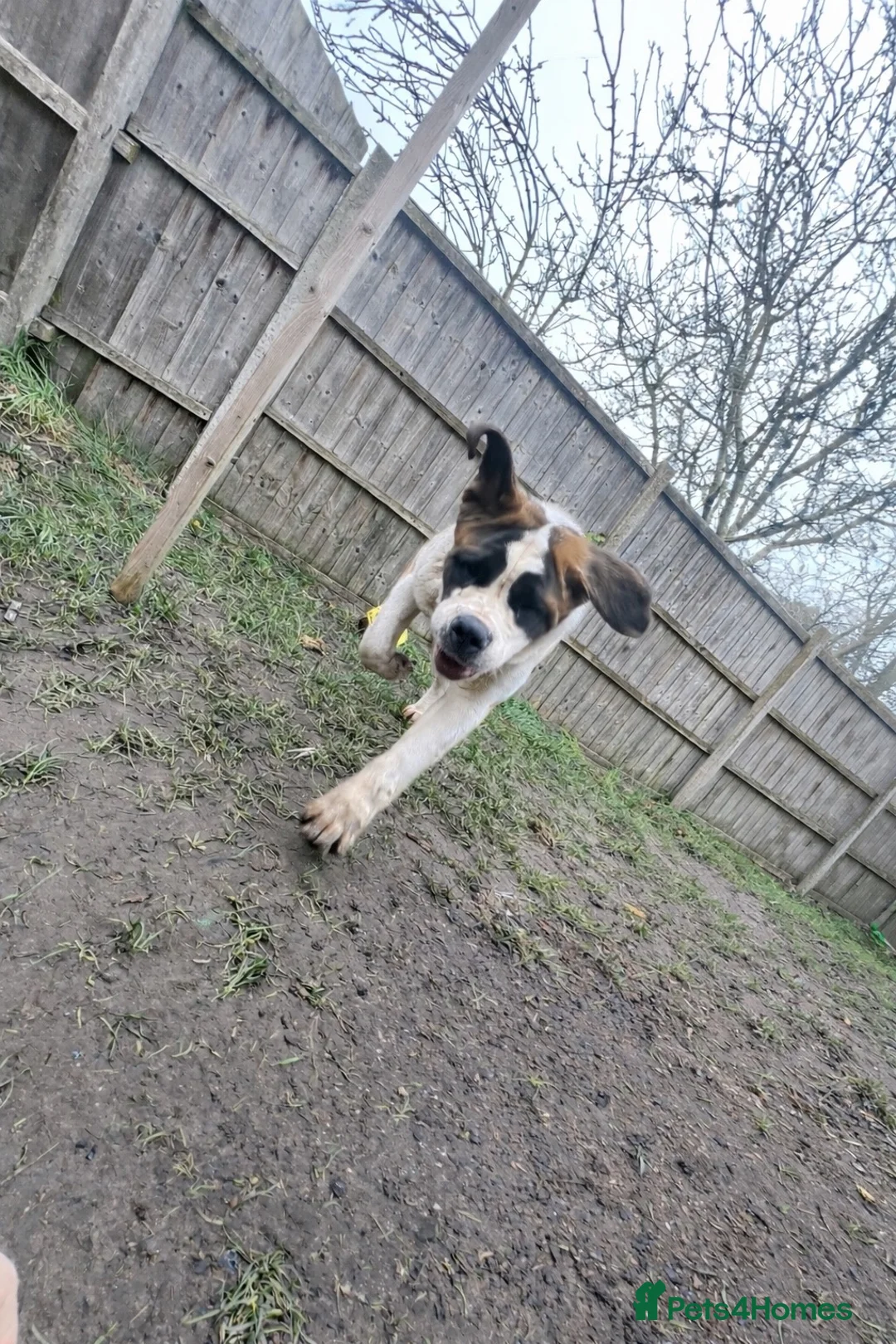 Saint Bernard dogs for sale: saint bernard in Bedworth - Advert 2