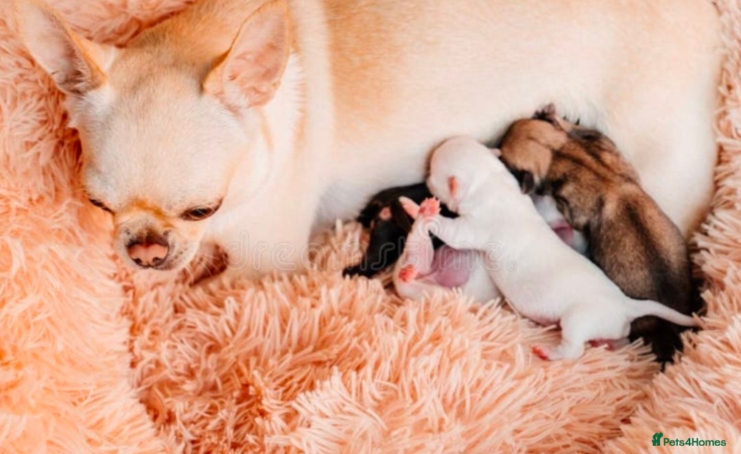 Chihuahua dogs for sale: Beautiful white male chihuahua puppy  - Advert 2