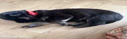 German Shepherd dogs for sale: German Sheperd puppies ✨ - Advert 7