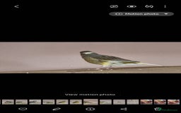 Canaries birds for sale: Two Canary Birds for sale, £20 each - Image 3