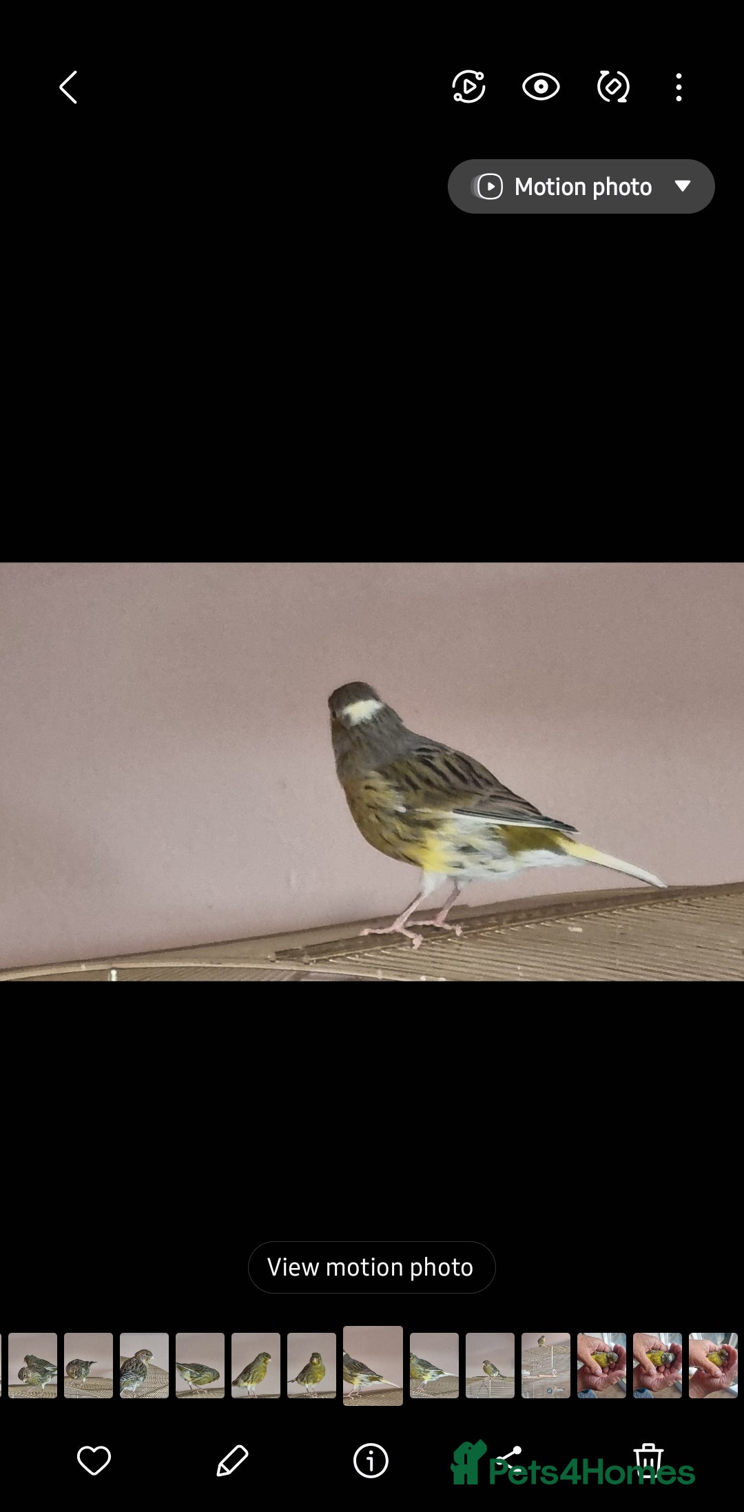 Canaries birds for sale: Two Canary Birds for sale, £20 each - Image 3