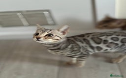 Bengal cats for sale: Bengals kitten  - Advert 4