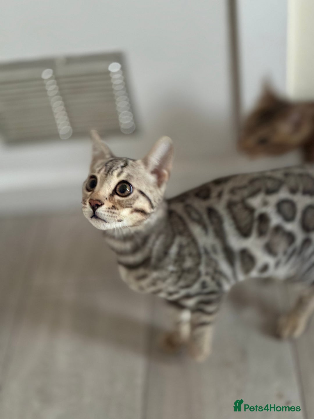 Bengal cats for sale: Bengals kitten  - Advert 4