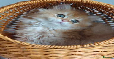 British Longhair cats - Advert 3