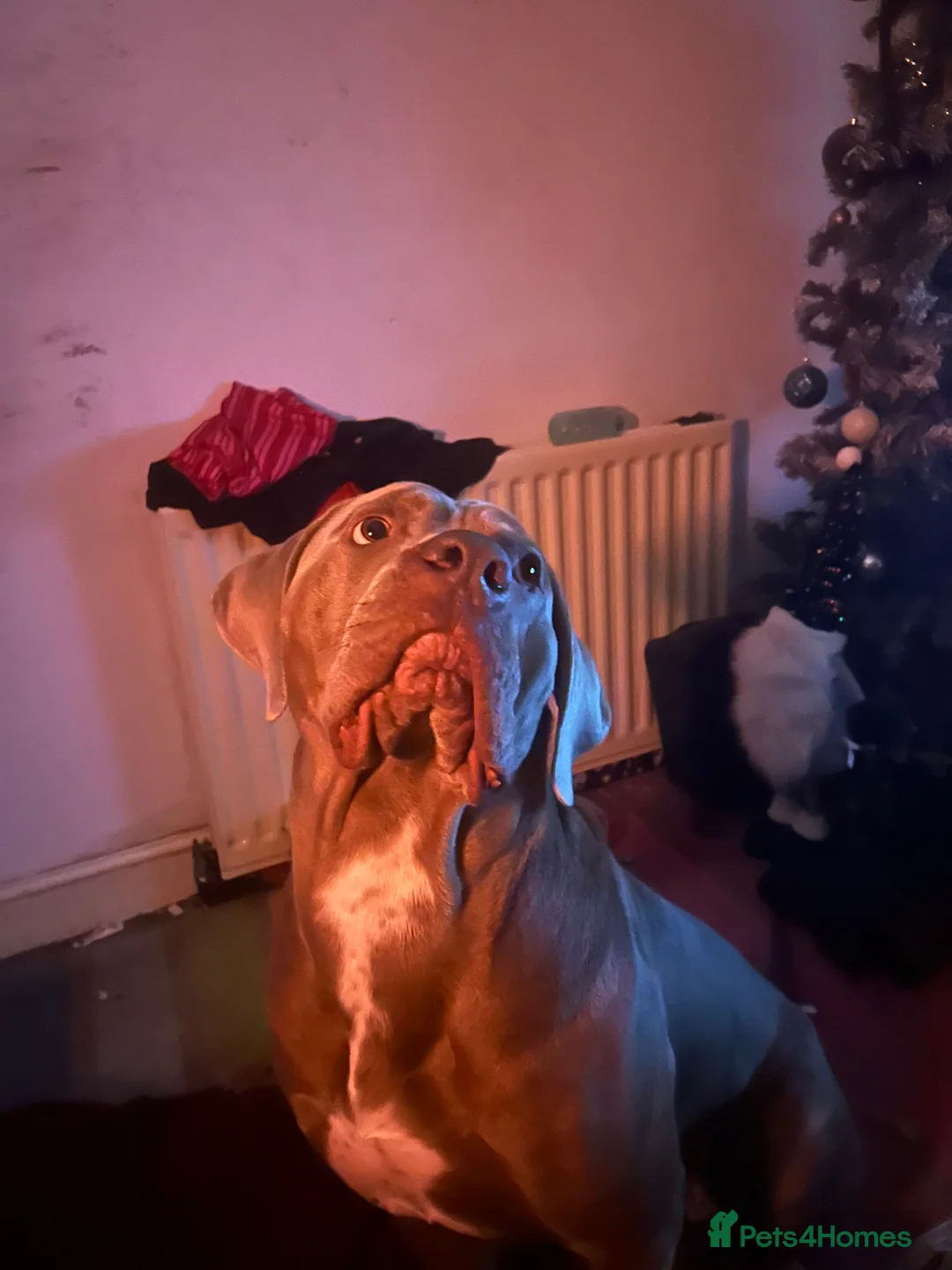 Cane Corso dogs for stud: Louis (for stud) in Hexham - Advert 2