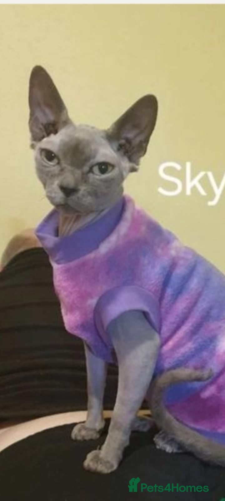 Sphynx cats Blue sphynx FEMALE in Oldham - Advert 1