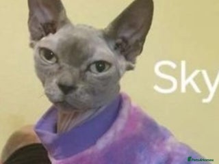 Sphynx cats Blue sphynx FEMALE in Oldham - Advert 1