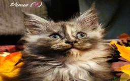 Maine Coon cats for sale: TICA Registered Kittens for Sale  - Image 30