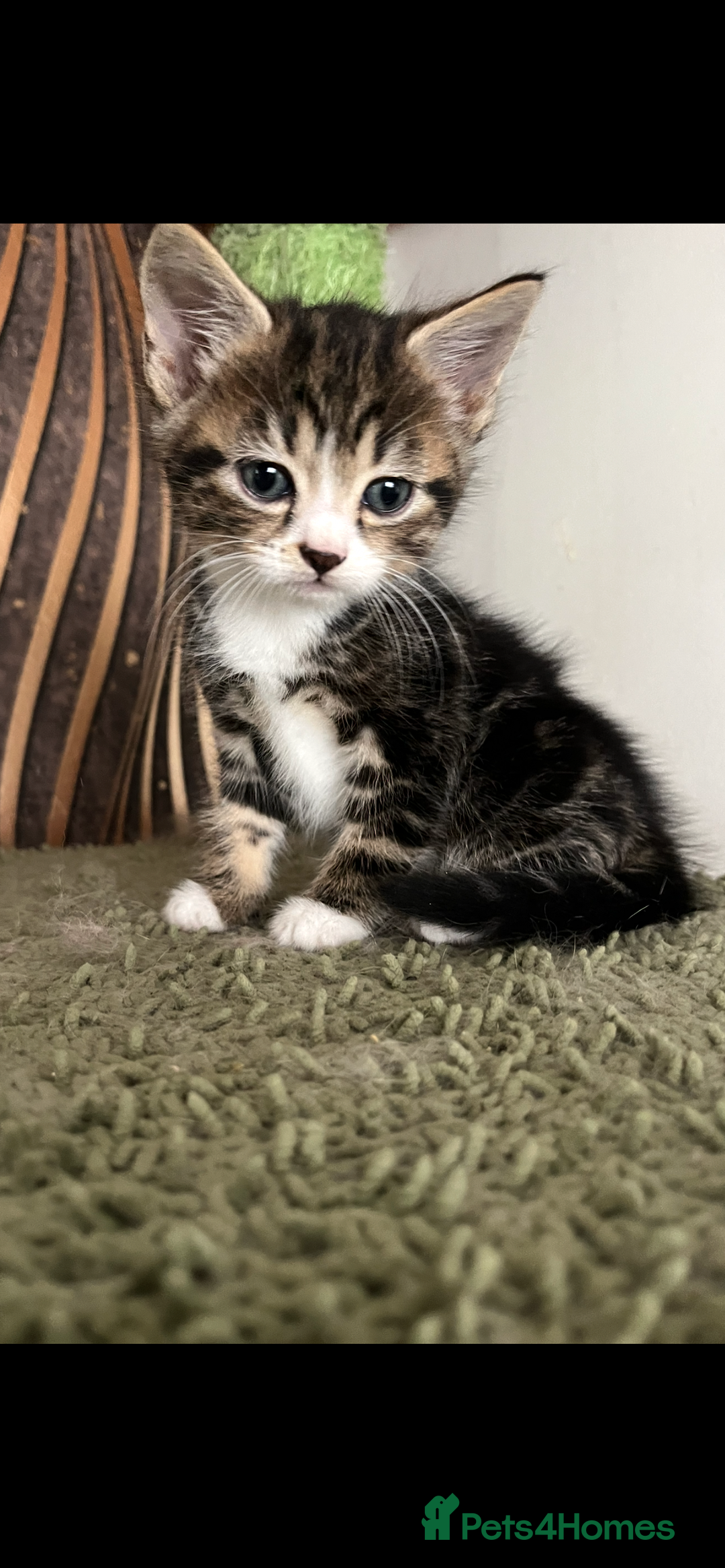 Mixed Breed cats for sale: Mixed breed- Norwegian Forest Cat  - Image 4
