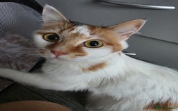 Mixed Breed cats for sale: Beautiful Fluffy Kittens 2 Boys 1 Girl - Image 6