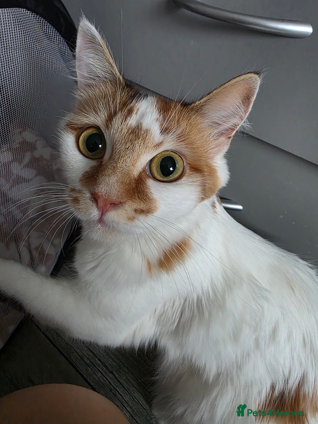 Mixed Breed cats for sale: Beautiful Fluffy Kittens 2 Boys 1 Girl - Image 6