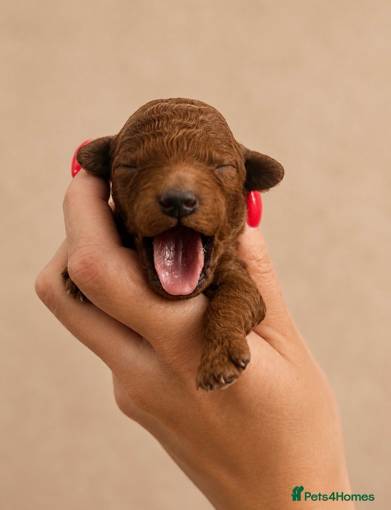 Toy Poodle dogs 🐩🤎Exceptional Deep Red Toy Poodle Puppies 🤎🐩  - Advert 5