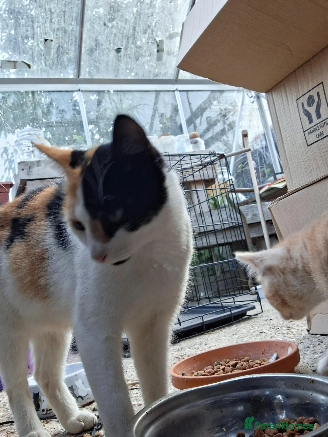 Mixed Breed cats for sale: Ginger/ cream kitten and black kitte.  - Advert 1