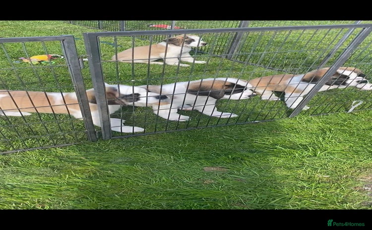 Saint Bernard dogs - Advert 1