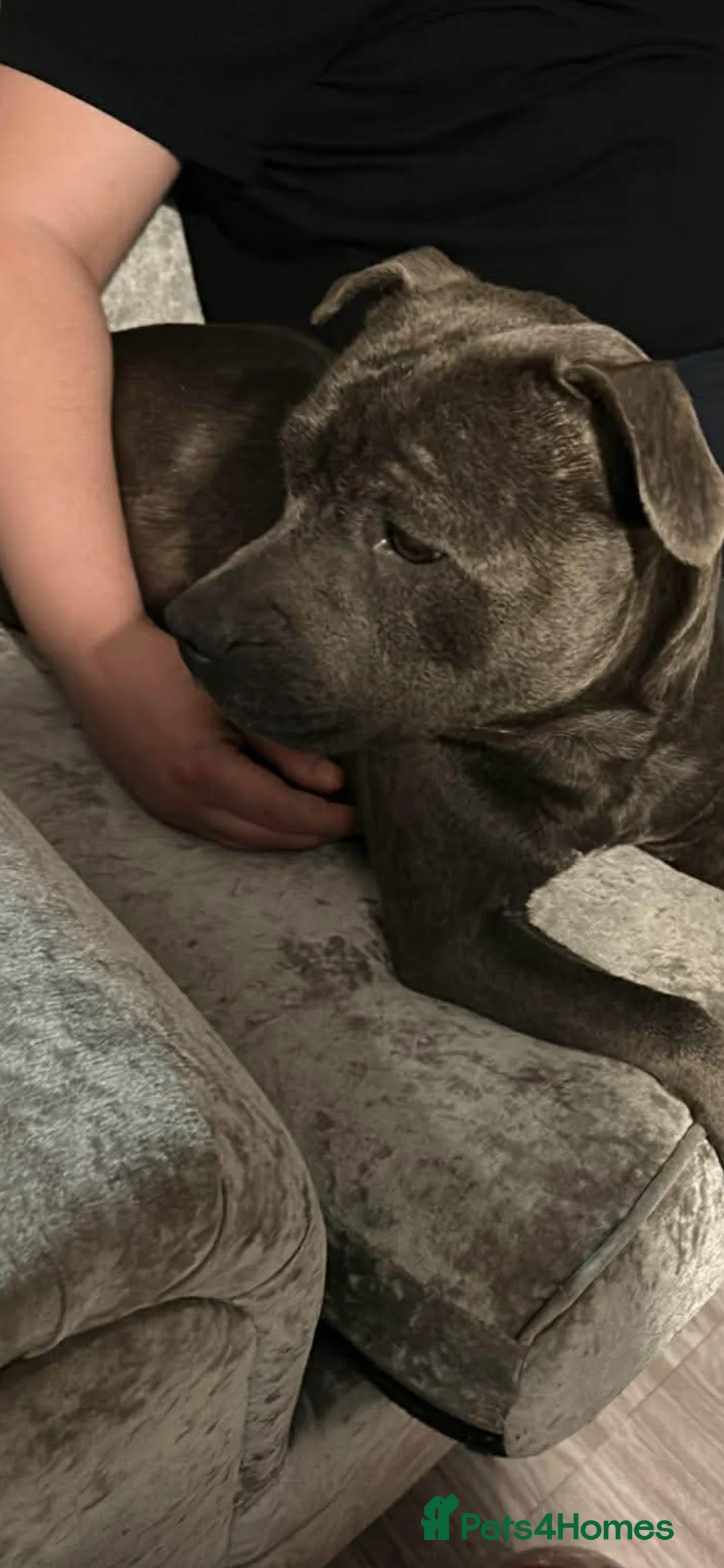 Staffordshire Bull Terrier dogs for sale: 5 beautiful staff puppies  - Advert 21