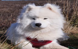 Samoyed dogs for stud: Top Quality KC Proven stud with Champion lineage  - Image 2