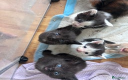 Mixed Breed cats for sale: Beautiful kittens  - Image 25