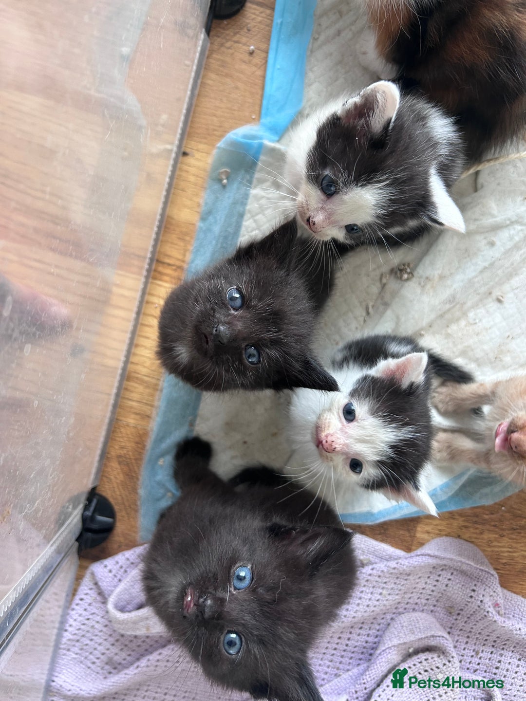 Mixed Breed cats for sale: Beautiful kittens  - Image 25