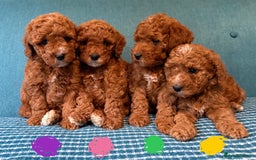 Labradoodle dogs for sale: Mini Red Labradoodle 🧬 clear  - Image 1