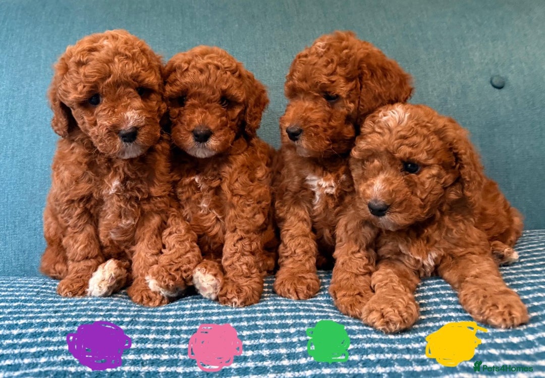 Labradoodle dogs for sale: Mini Red Labradoodle 🧬 clear  - Image 1