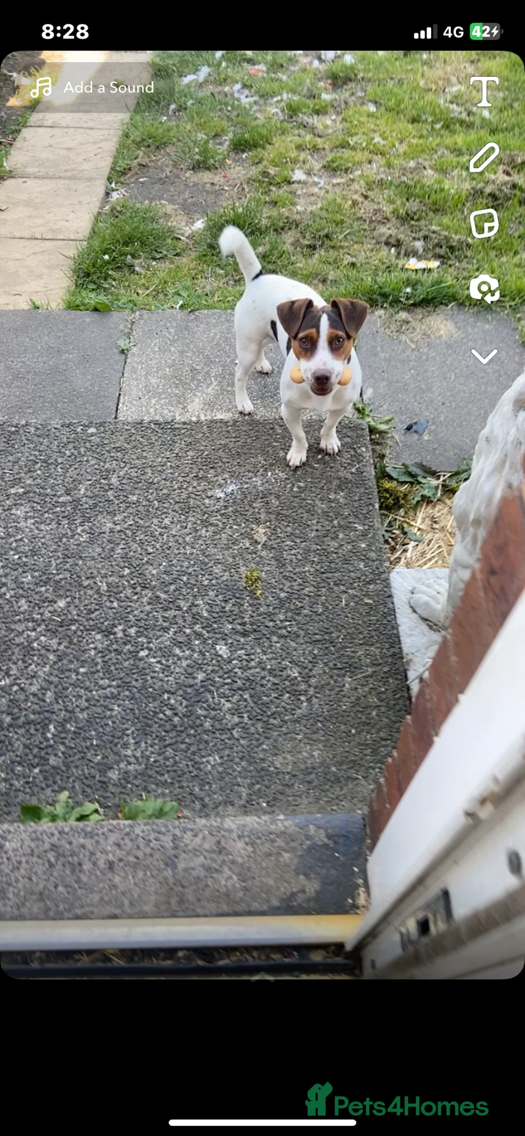 Jack Russell dogs for stud: Bruno for stud  - Advert 5