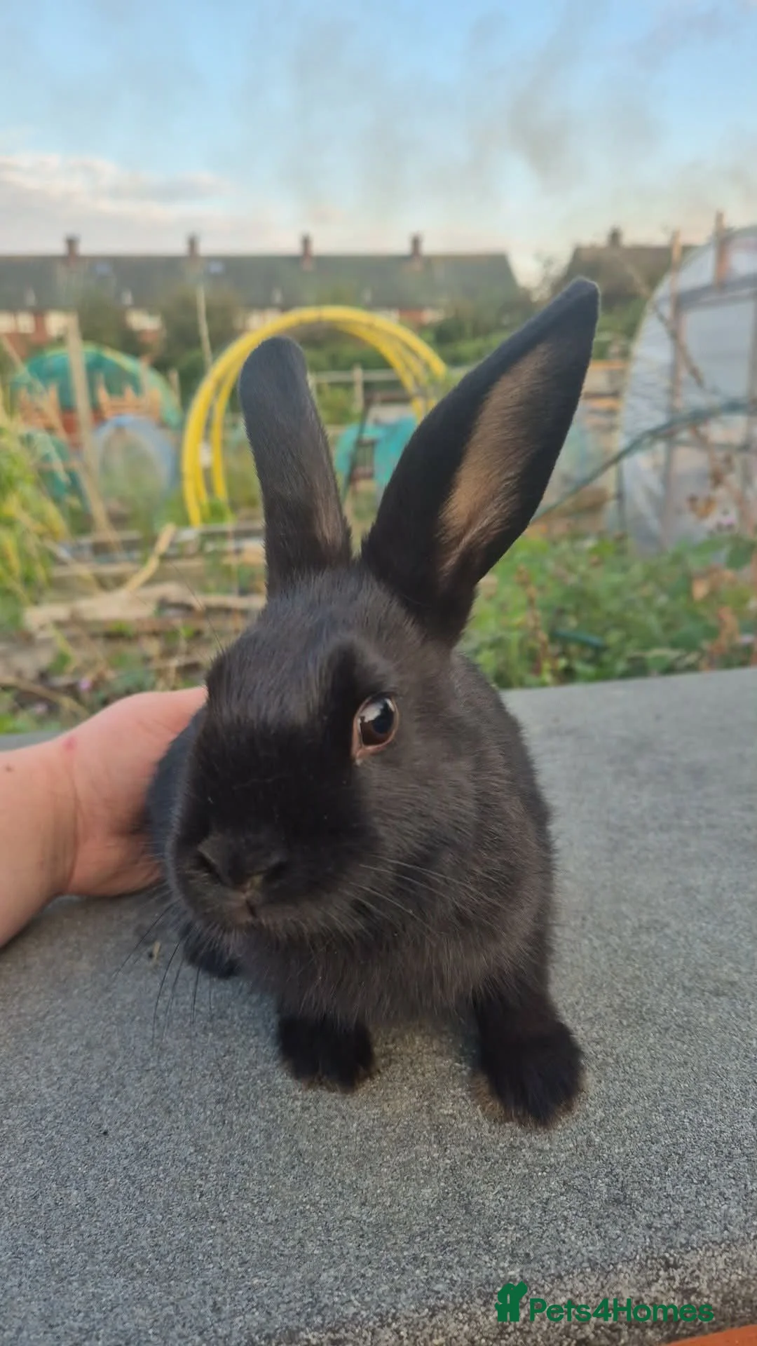 Mixed Breed rabbits for sale: Mixed breed baby rabbits - Advert 1