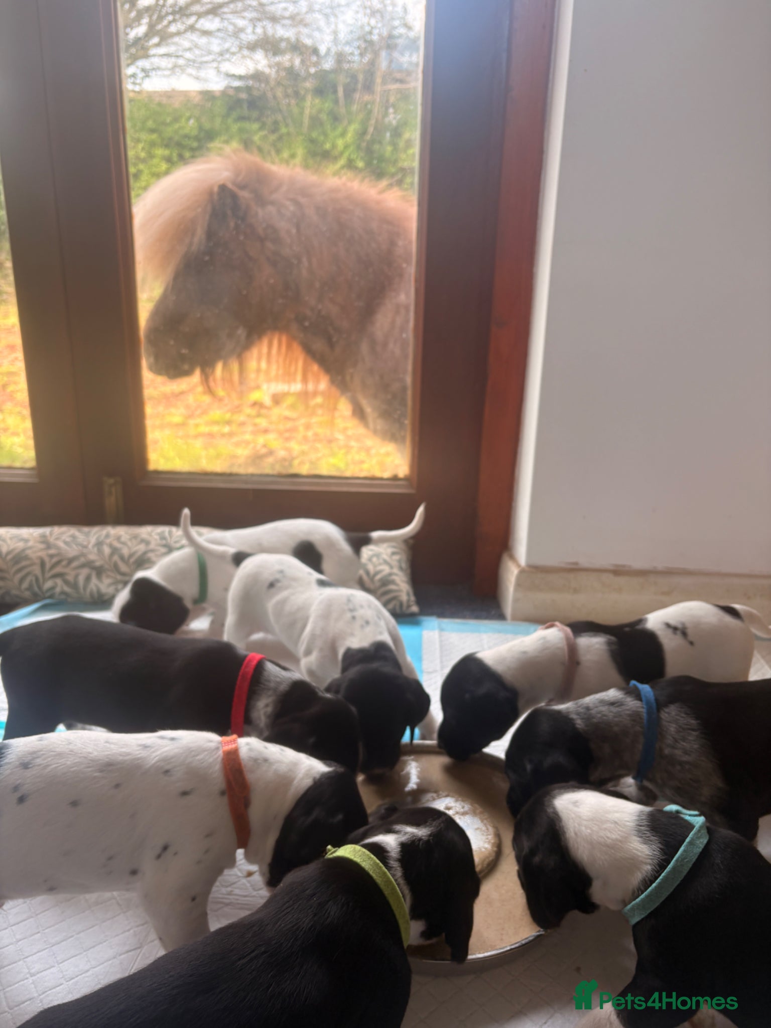 Mixed Breed dogs GSP X FOXHOUND Puppies  - Advert 10