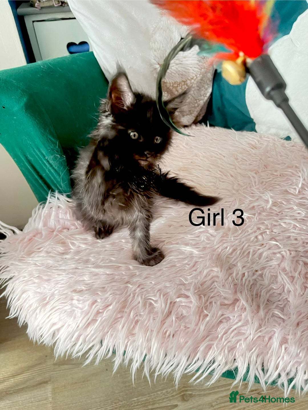 Maine Coon cats for sale: XXL Maine Coon kittens 🔥rare Black Smoke  - Image 10