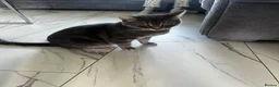 Mixed Breed cats for sale: Kittens  - Advert 1