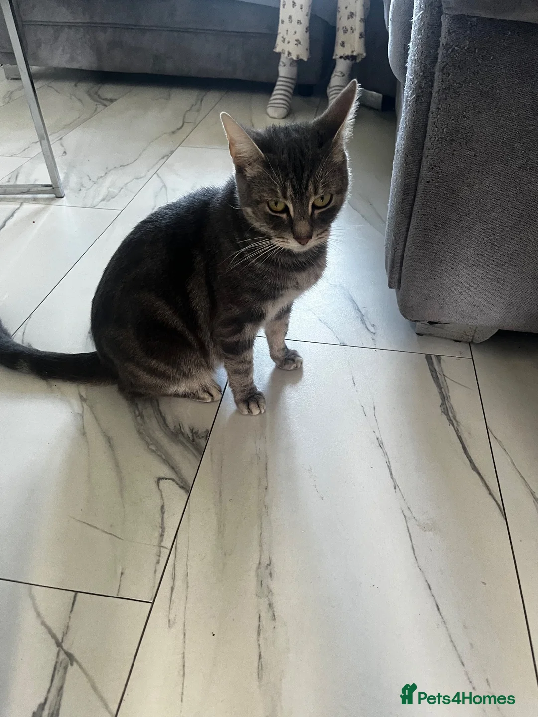 Mixed Breed cats for sale: Kittens  - Advert 1