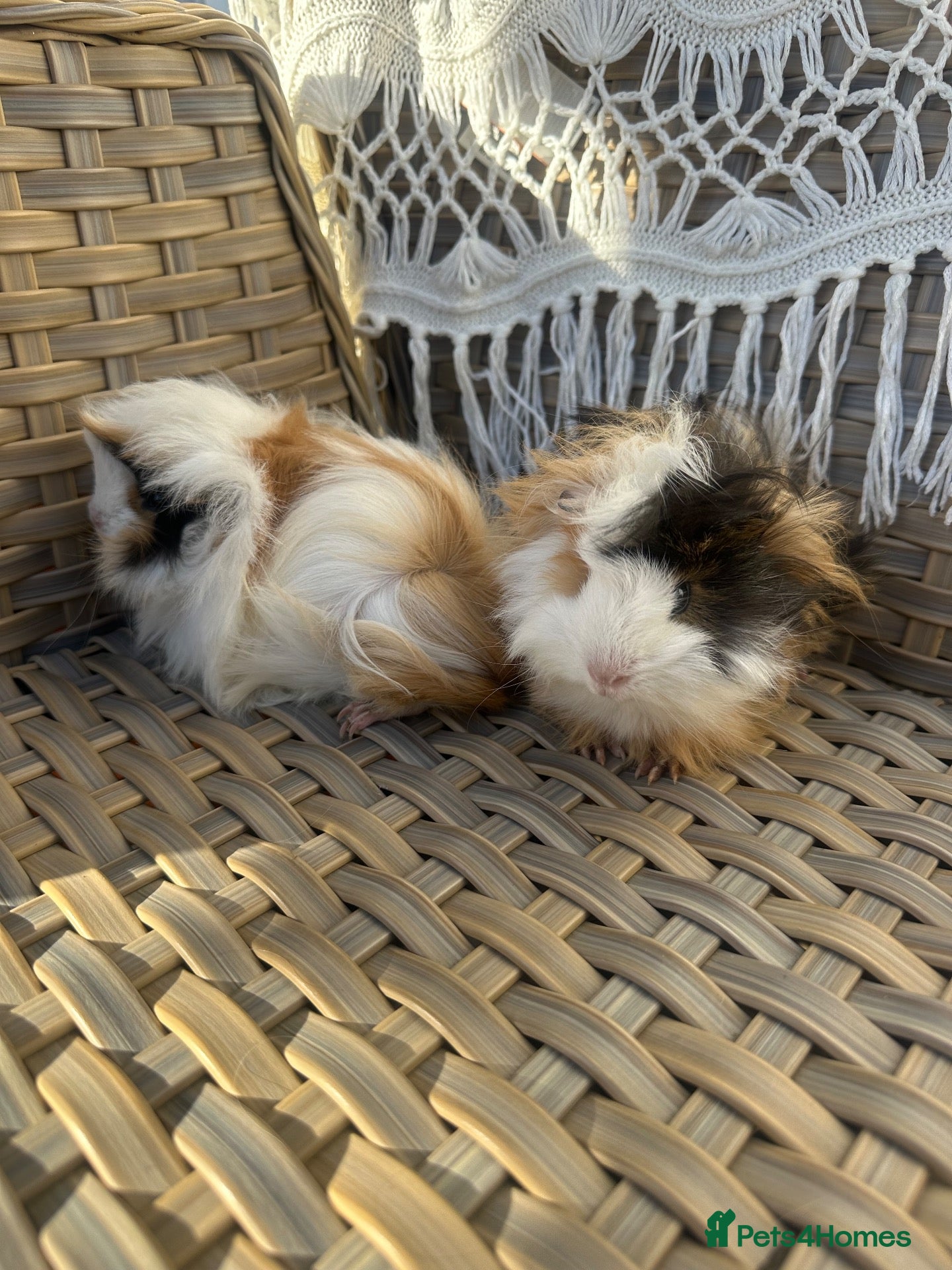 Guinea Pig rodents 2 very pretty female guinea pigs  - Advert 2