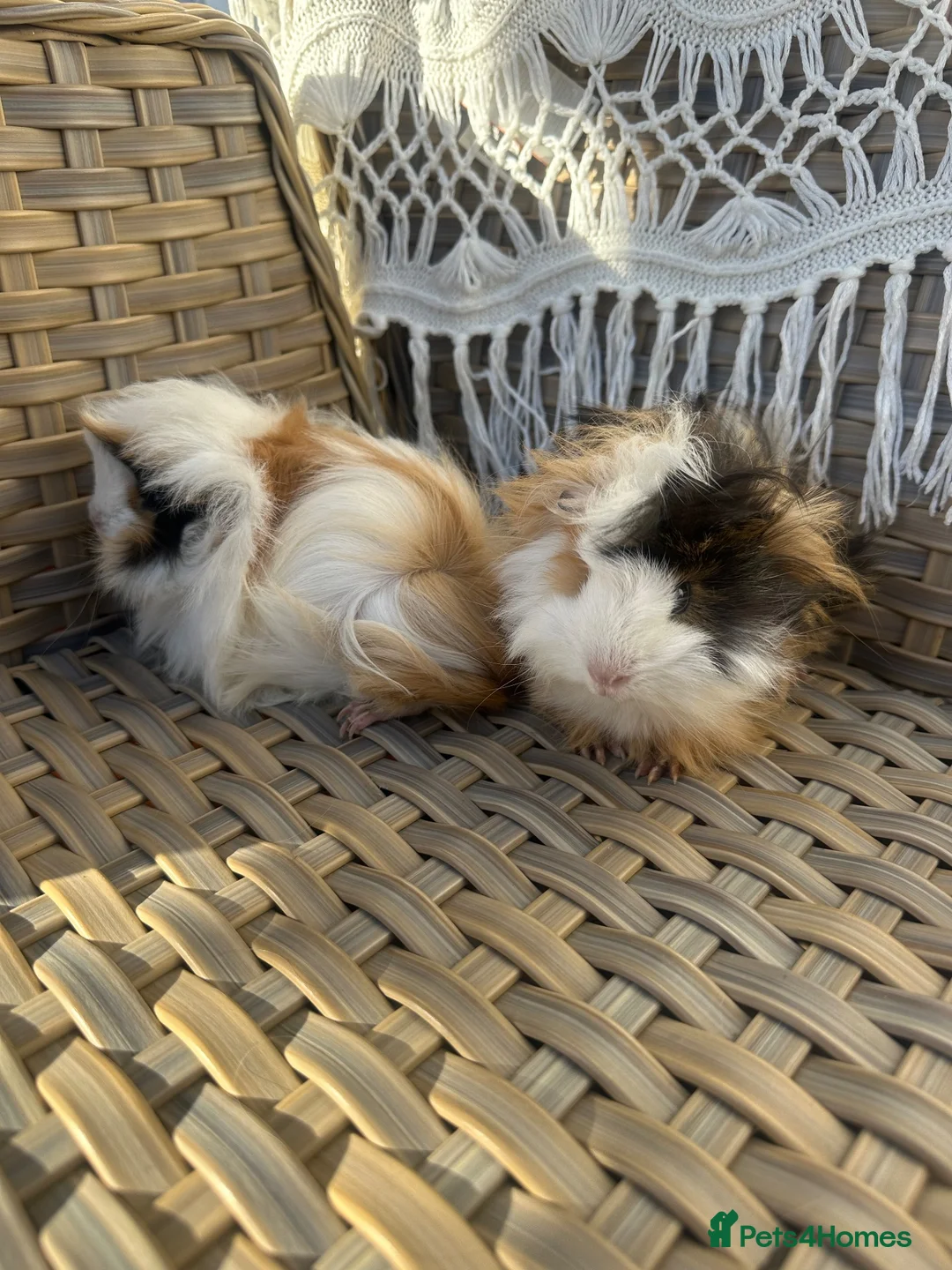 Guinea Pig rodents for sale: 2 very pretty female guinea pigs  - Advert 1