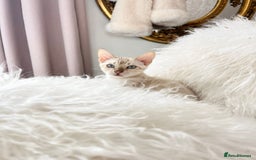 Bengal cats for sale: OUTSTANDING TICA reg BENGALKITTENS - Image 4