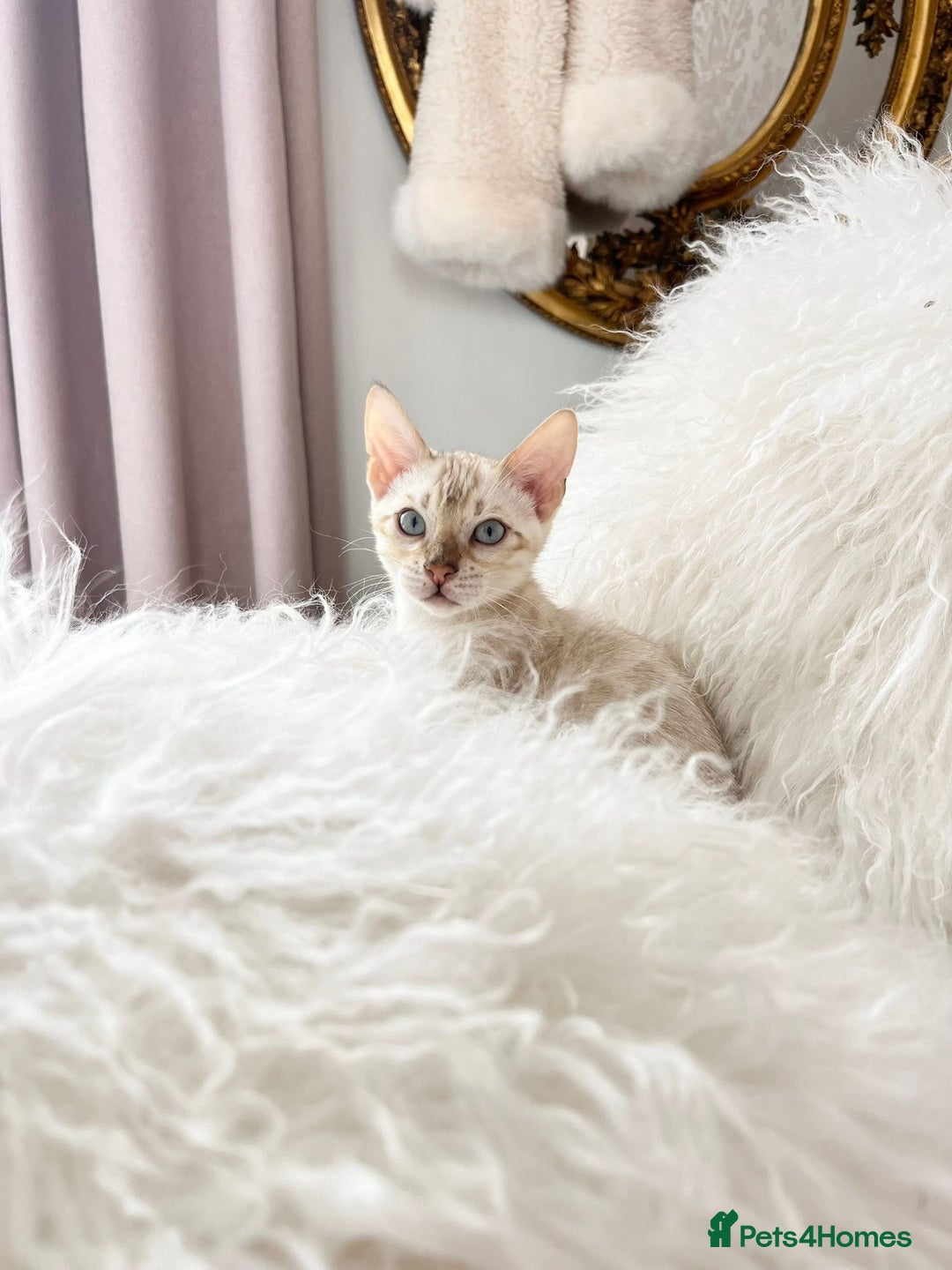 Bengal cats for sale: OUTSTANDING TICA reg BENGALKITTENS - Image 4